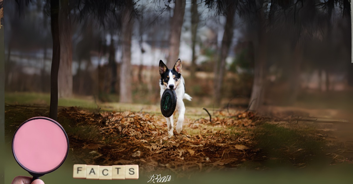 10 Hidden Fun Facts about Dogs