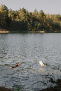 10 Hidden Fun Facts about Dogs