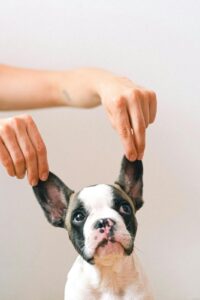 10 Hidden Fun Facts about Dogs